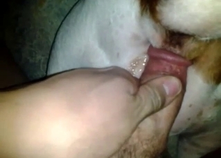 Close-up action with a horny dog